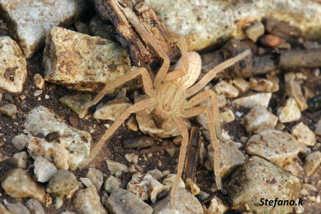 Micrommata virescens - Carso Triestino (zona S. Croce)